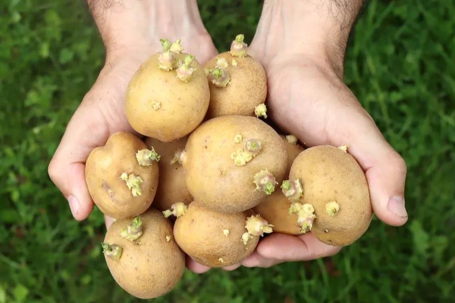 What is in Sprouted or green potatoes, what should we do to keep potato safe