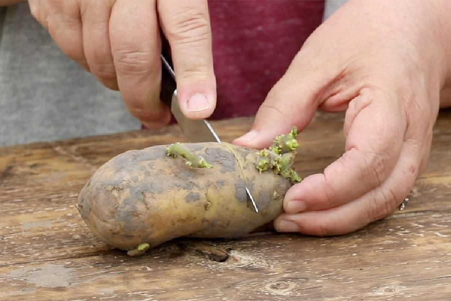 What is in Sprouted or green potatoes, what should we do to keep potato safe