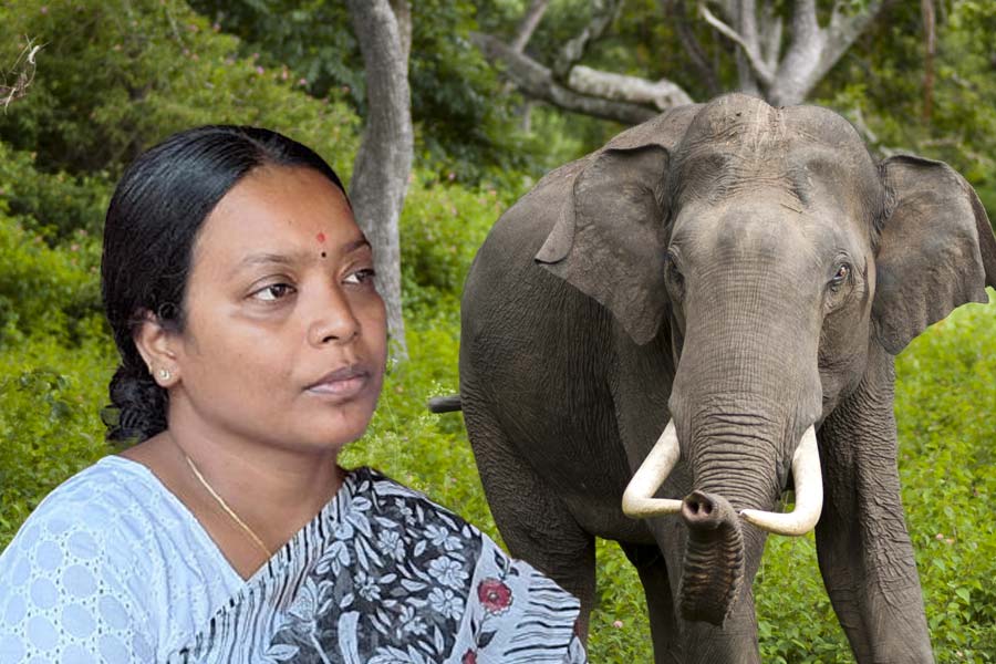By entering the forest, we are destroying the habitat of wildlife, warns Birbaha Hansda about deaths due to elephant attacks