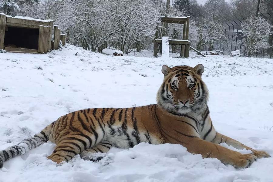 'Ice Zoo' to be built in Darjeeling dgtld