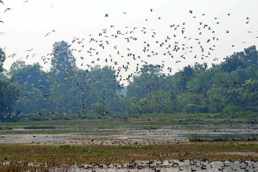 Migratory Birds started returning home after arrival of summer