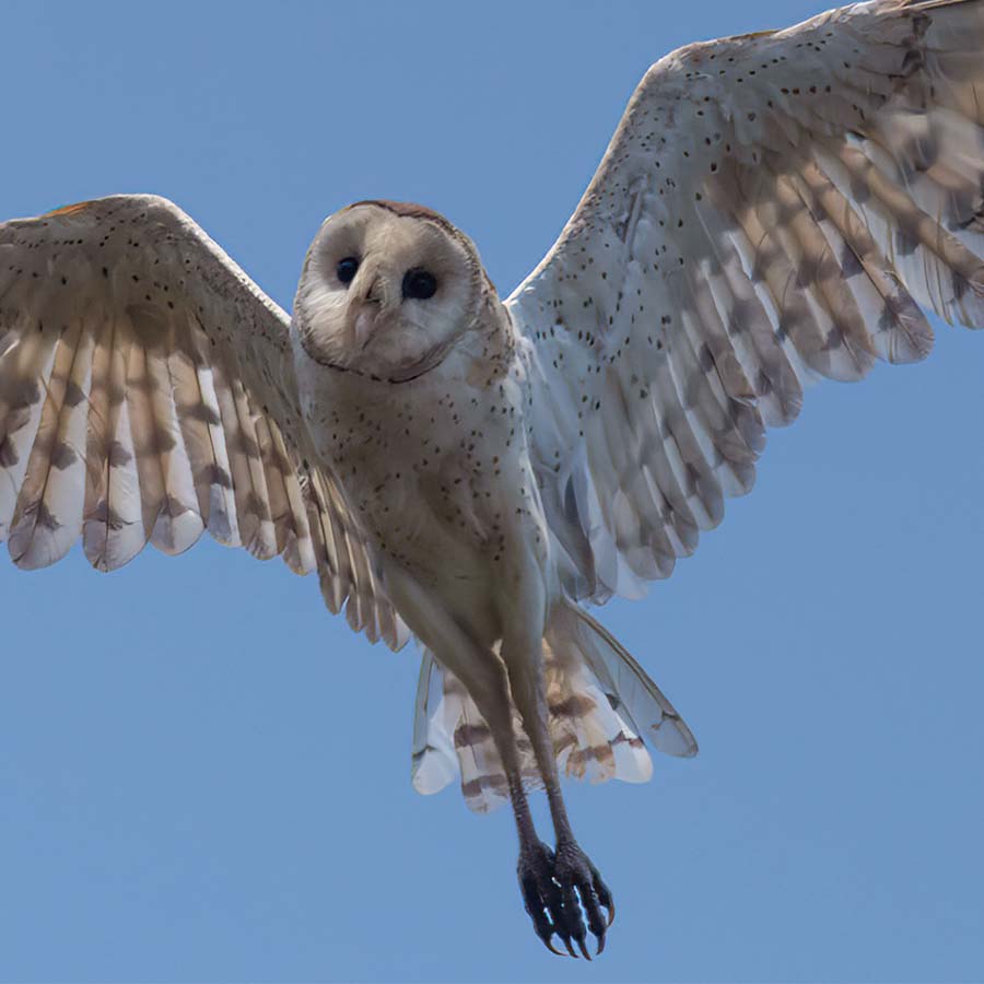 Australasian Grass-Owl Seen At Malda dgtl