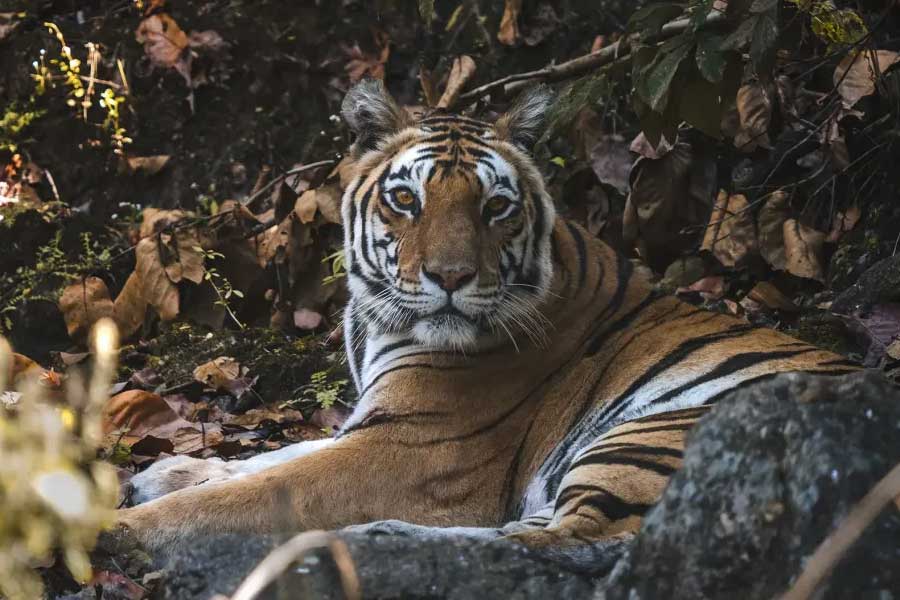 Tiger Bone and Skin Smuggling