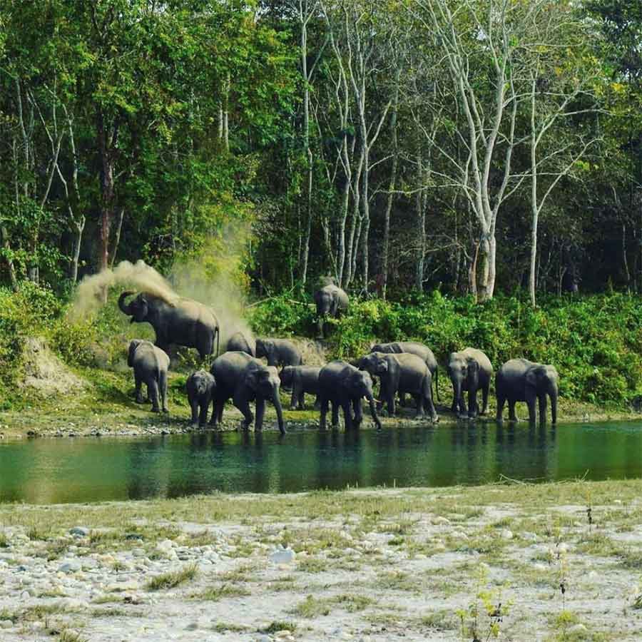 Forest Department installed AI Camera in Buxa Forest to track elephant movement