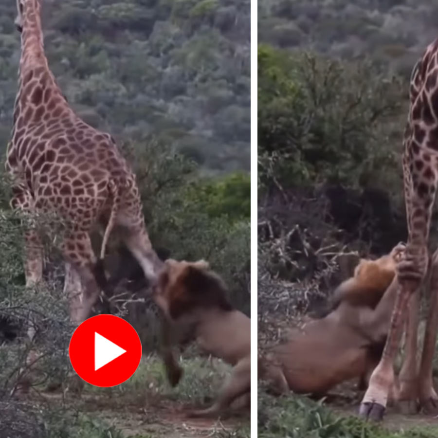 lion and giraffe