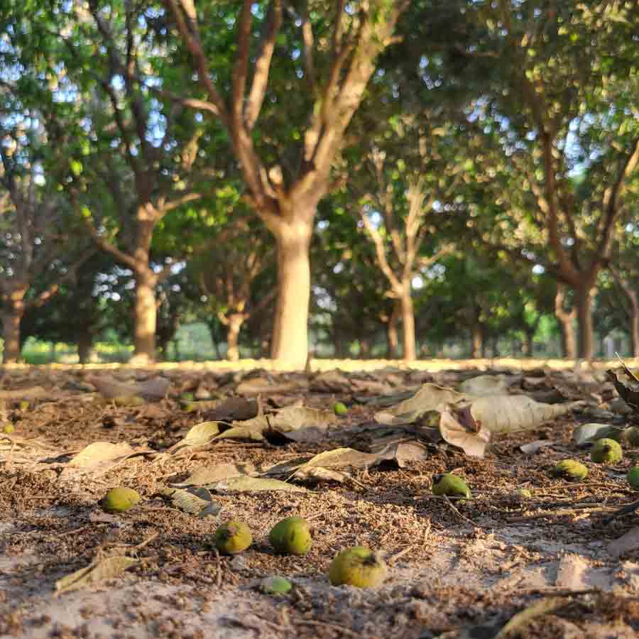 বোঁটা শুকিয়ে ঝরে পড়া আম। মালদহের জহরাতলা এলাকায়।
