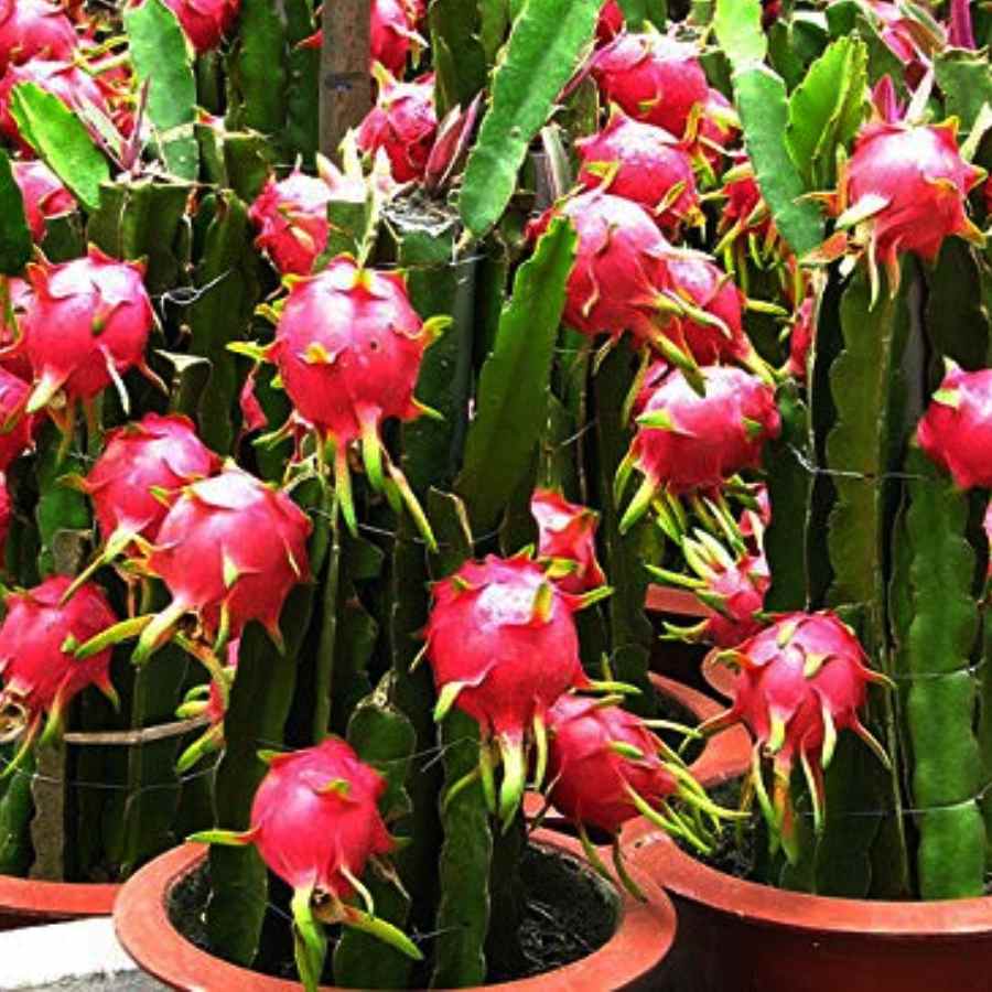 Dragon Fruit Plant
