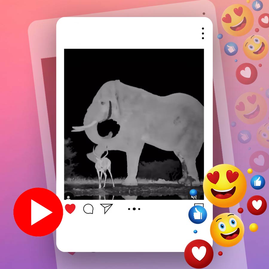 Video of elephant kicking impala in Africa goes viral dgtl