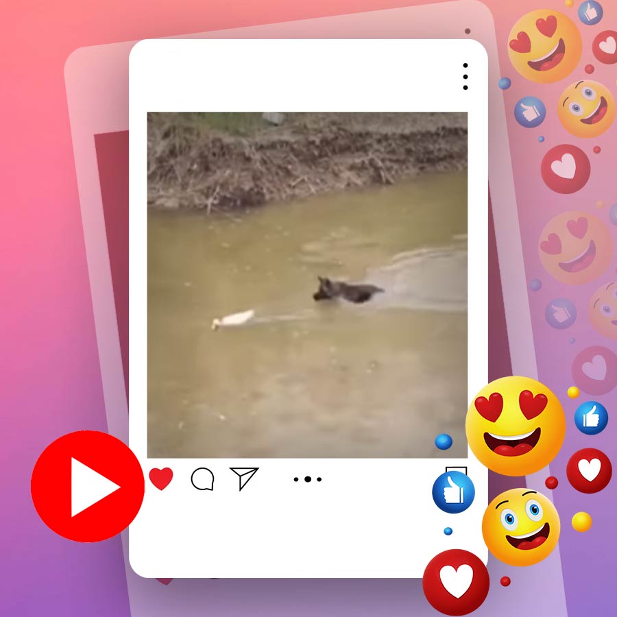 Video of dog chasing duck in water goes viral dgtl