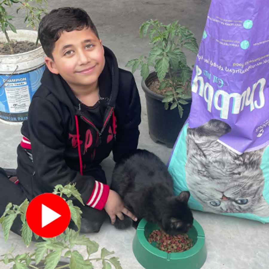 A refugee kid in Gaza finds out a sack of dry cat food for his cat and feeds it, heart-warming video goes viral dgtl