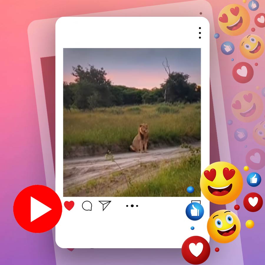 Video of lion watching football in Africa goes viral dgtl