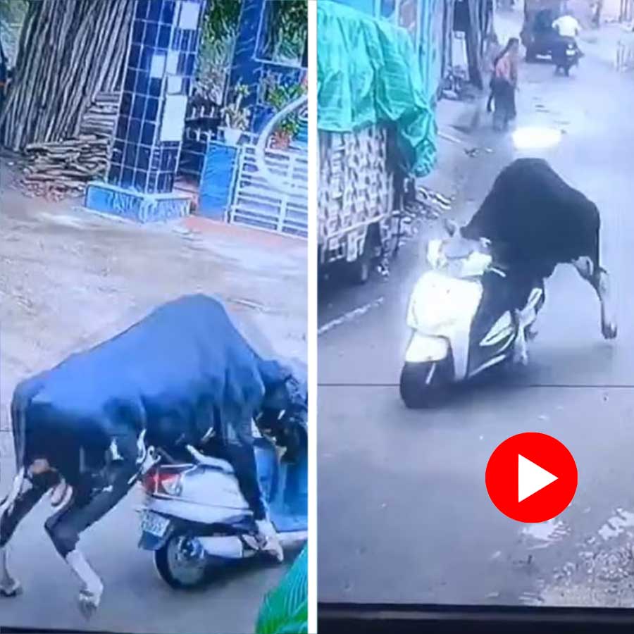 A bull is seen stealing a parked scooter