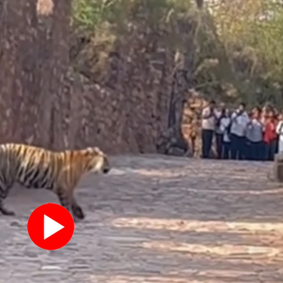 Video of tiger entering to Ranthambore fort in Rajasthan goes viral dgtl
