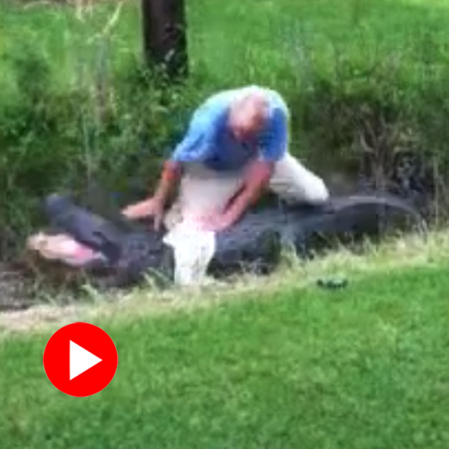 An old man gets bitten by an alligator while trying to sit on its back, video goes viral dgtl