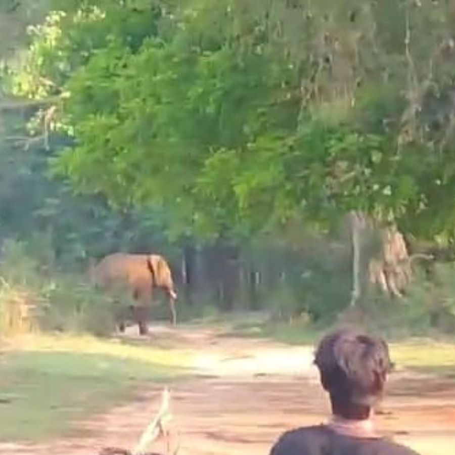 Elephant