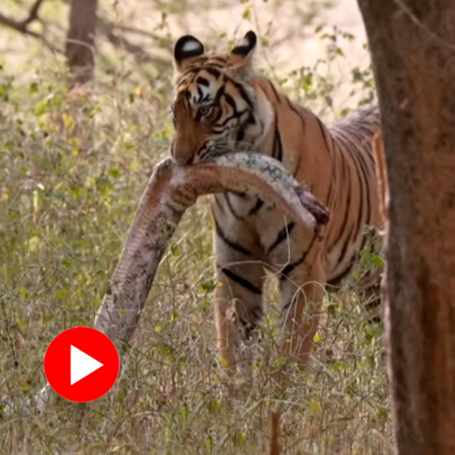 Video of tiger eating python goes viral dgtl