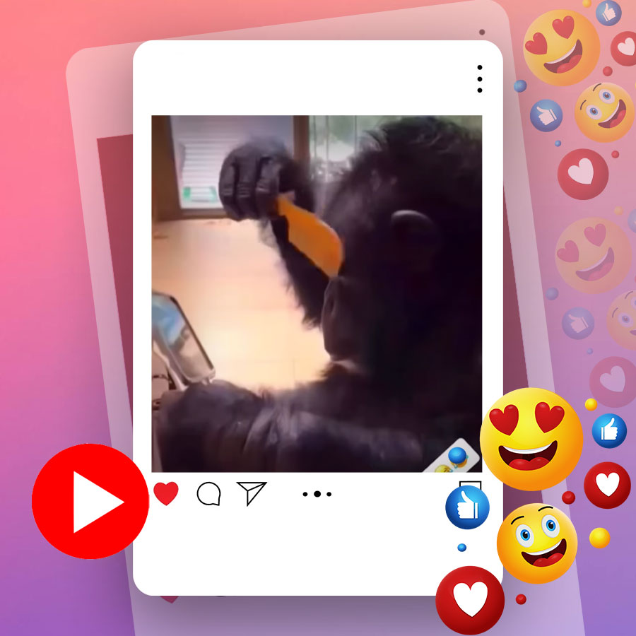 Video of chimpanzee brushing its hair goes viral dgtl