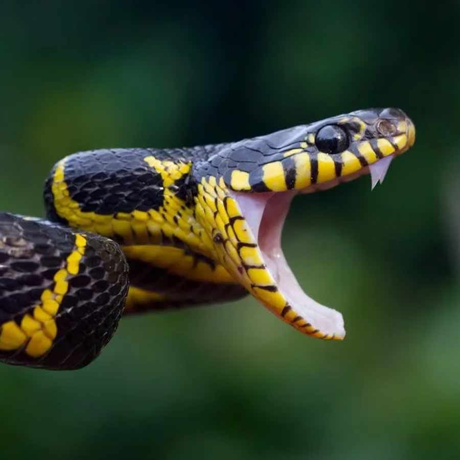 Snake antivenom made from man who deliberately injected himself with snake venom dgtl