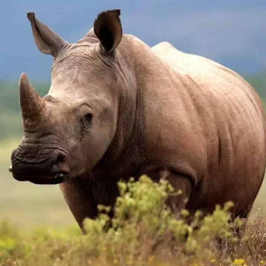 The NCERT class 4 textbook talks about the Indian rhinoceros, but the accompanying picture is of the African rhinoceros