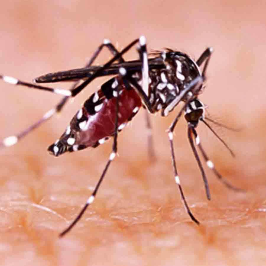 South Dumdum Municipality on alert to prevent dengue