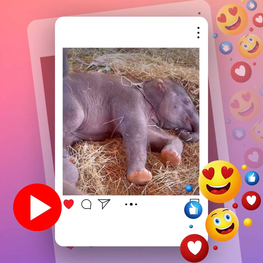 Video of baby elephant snoring goes viral dgtl