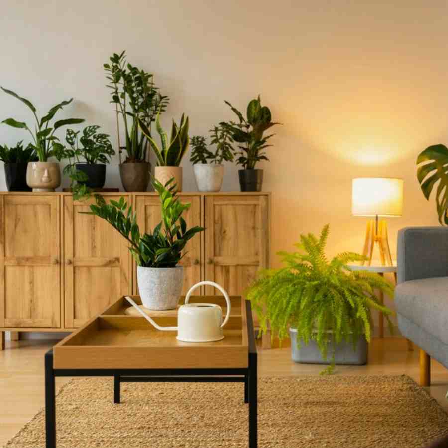 Which houseplants to keep away from each other dgtl