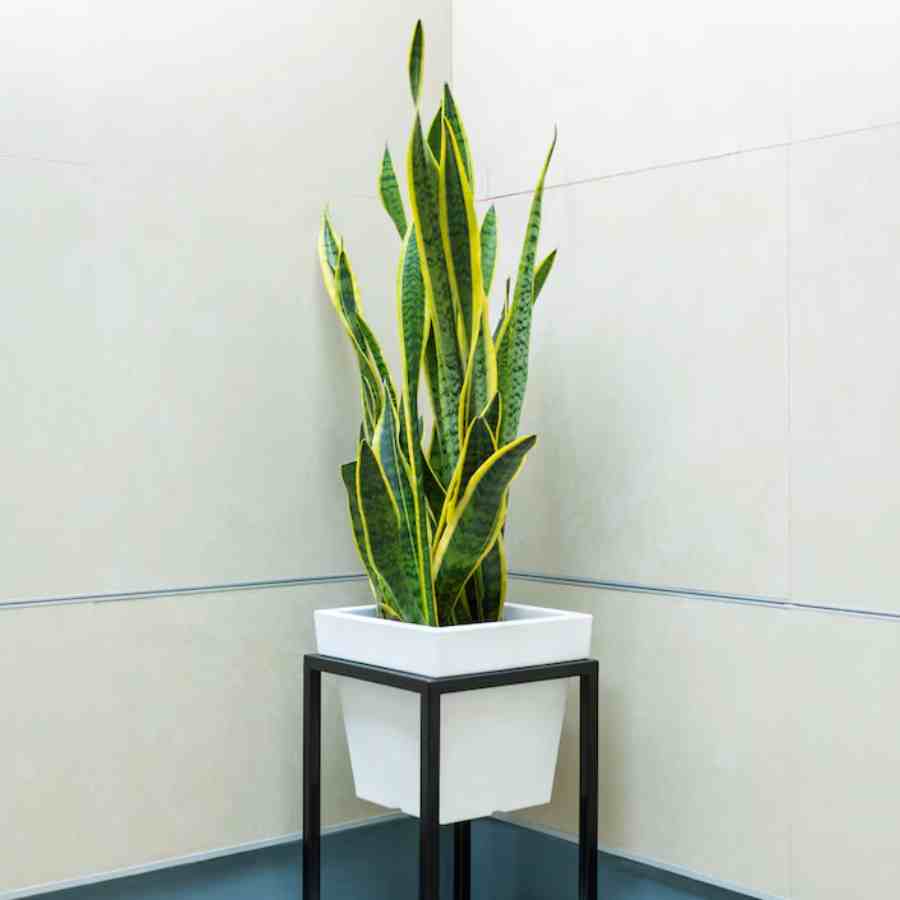 স্নেক প্ল্যান্ট।