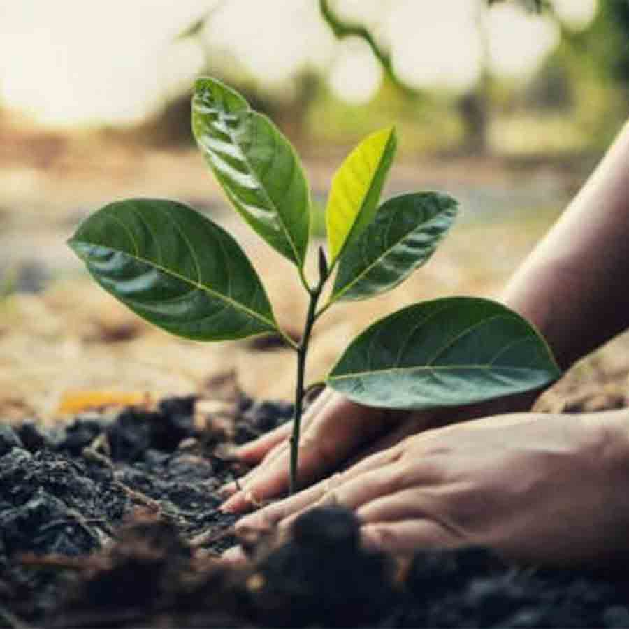 Forest department could not carry out with afforestation in howrah for not having land owned by them