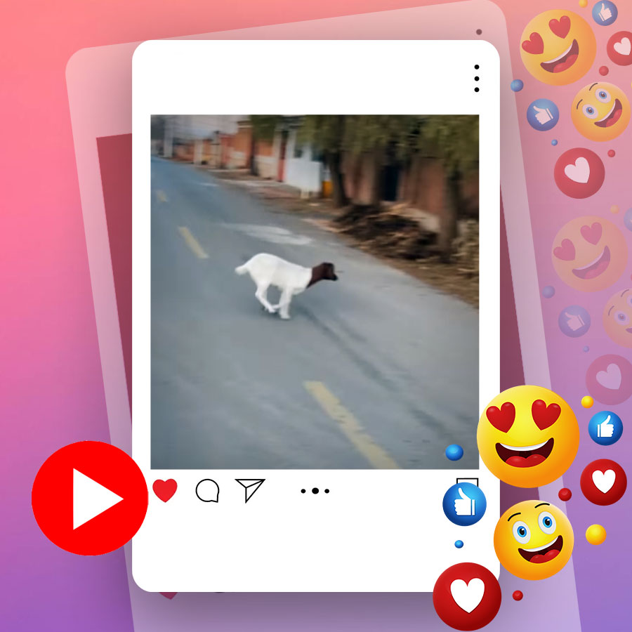 Video of goat jumping on wall goes viral dgtl