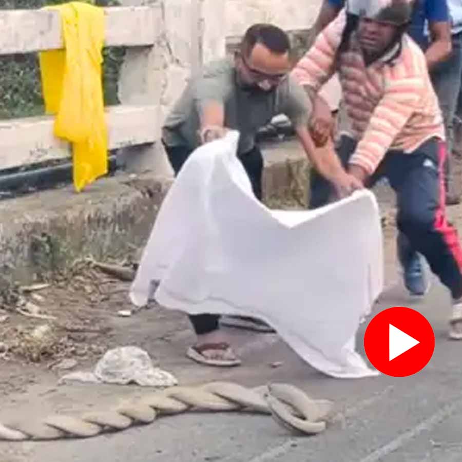 Video of youth put towel on two coiling snake, what happens next
