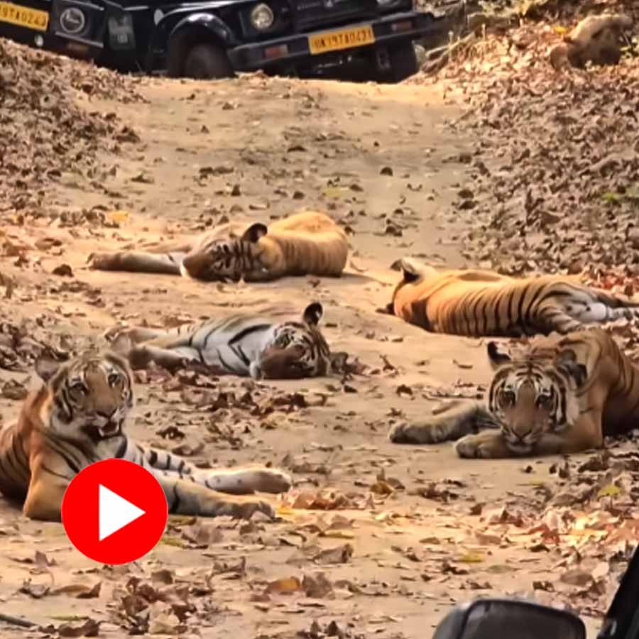 Video of five tigers resting in Jim Corbett national park, Uttarakhand goes viral dgtl