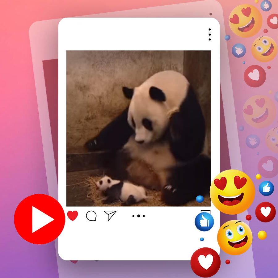 Video of mother panda getting scared after hearing its kid sneezing dgtl