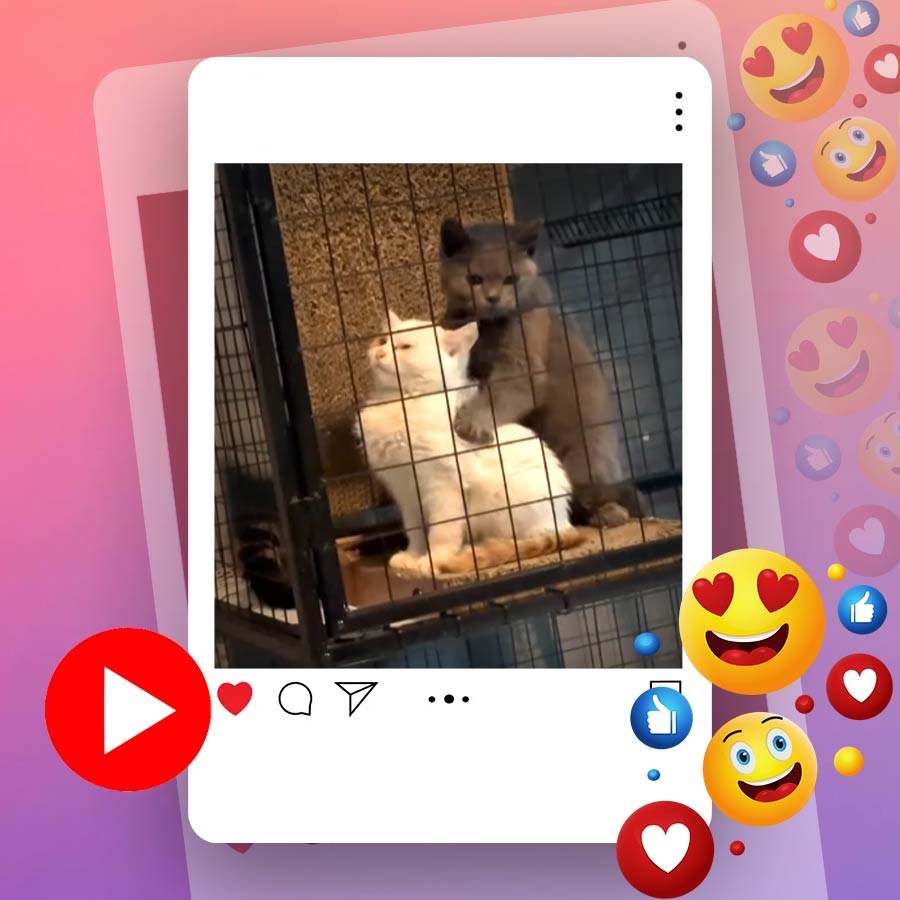 Video of cat massaging its partner’s back goes viral dgtl