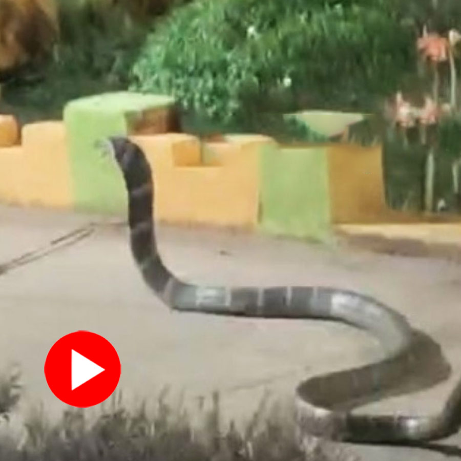 Video of King cobra enters school in Odisha