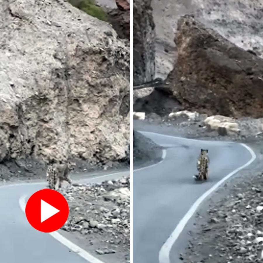 Video of snow leopard roaming in Spiti valley road goes viral dgtl