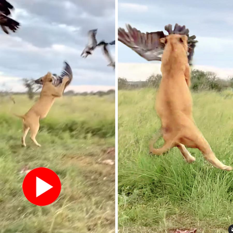 Video of lioness catching vulture goes viral dgtl
