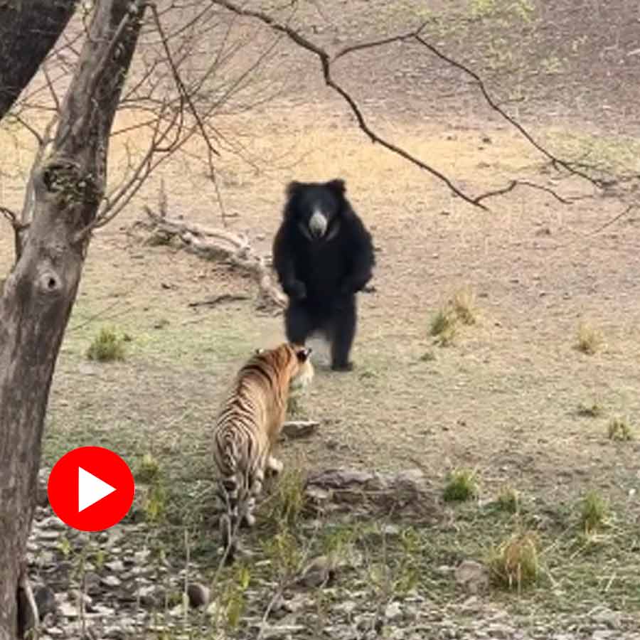 Video of bear and tiger in Ranthambore national park goes viral dgtl