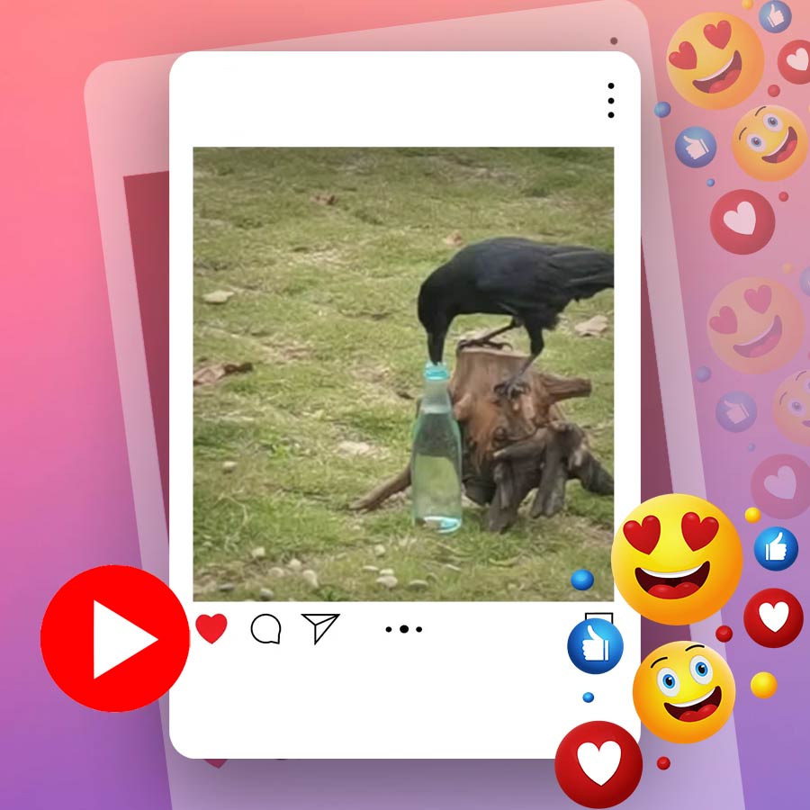 Video of thirsty crow drinking water from bottle goes viral dgtl