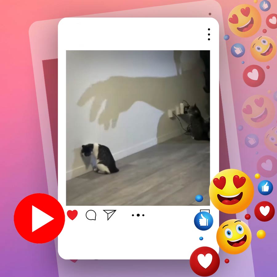 Video of cat saving its partner from shadow goes viral dgtl