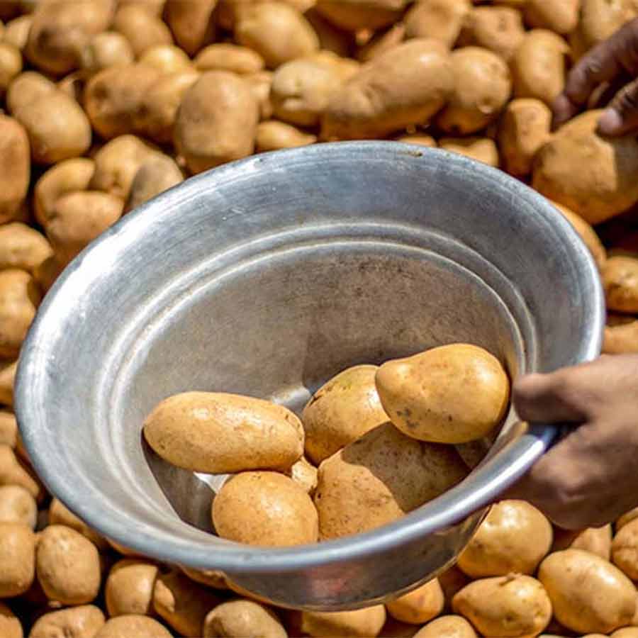 Cold storage owners had requested the state government to take steps to monitor potatoes