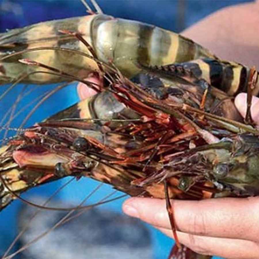 Task Force on survey to check the hike of edible commodities