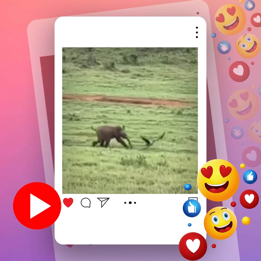 Video of baby elephant running after bird in Africa dgtl