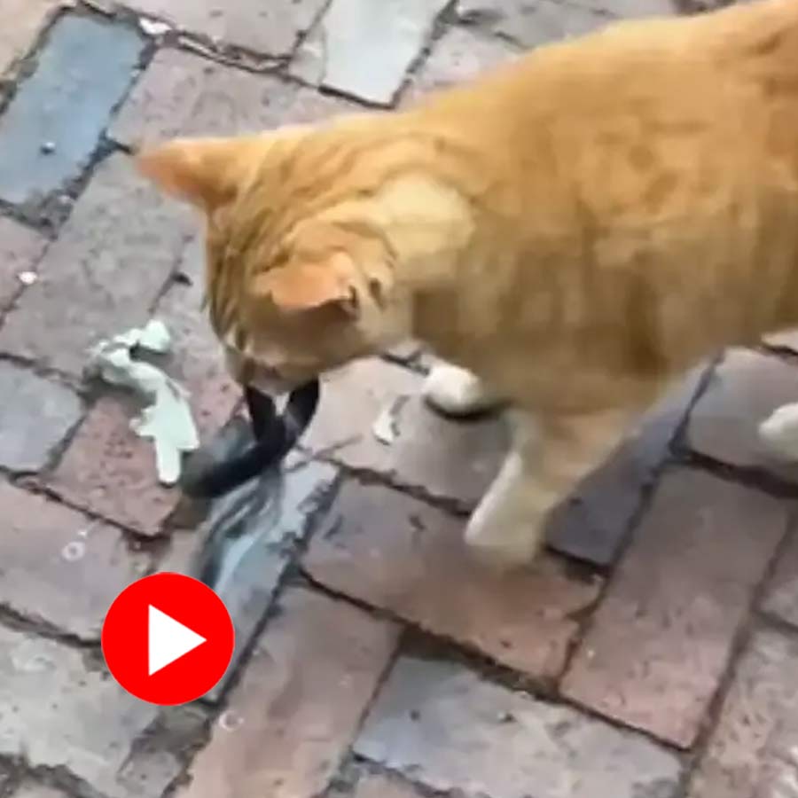 Pet cat brings alive snake as a gift for owner, funny video goes viral dgtl