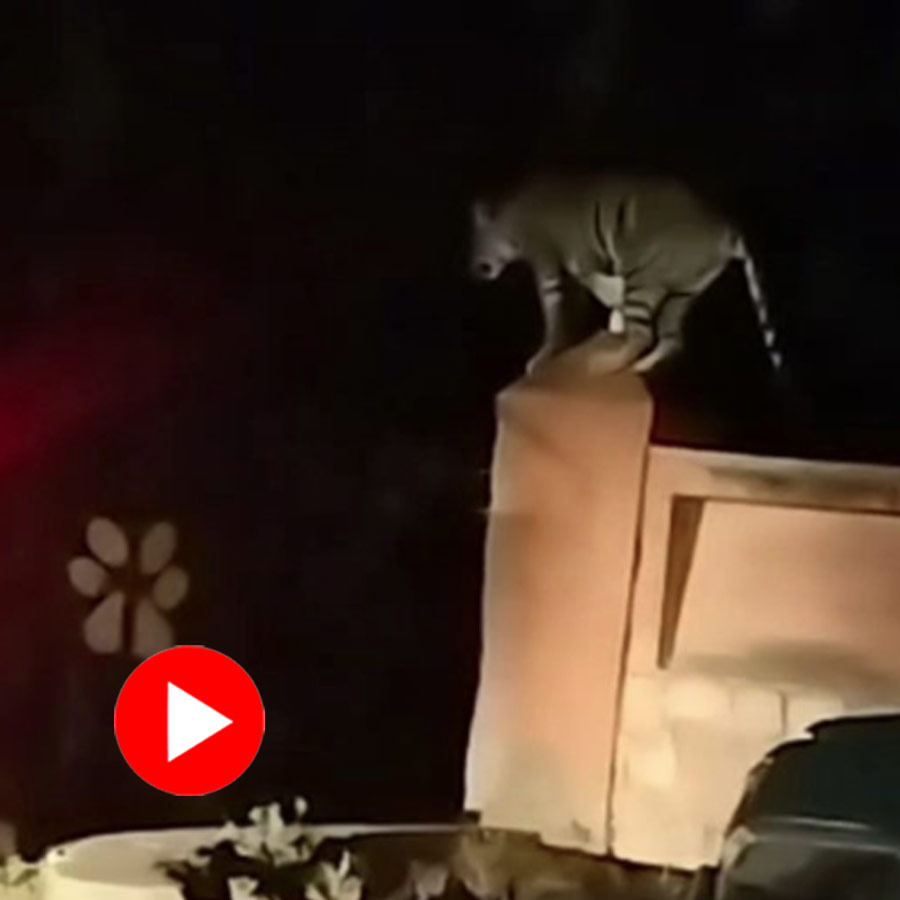 Video of tiger in front of hotel in Ranthambore road goes viral dgtl