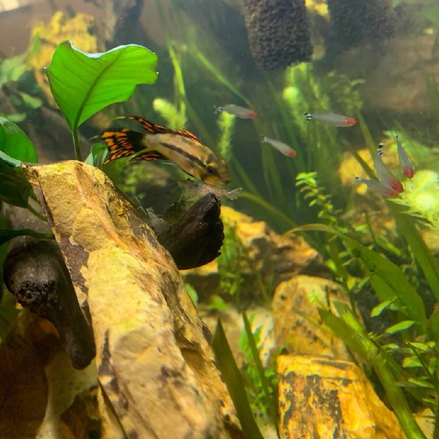 Dried Leaves are being sold in UK stores, what is the usage 