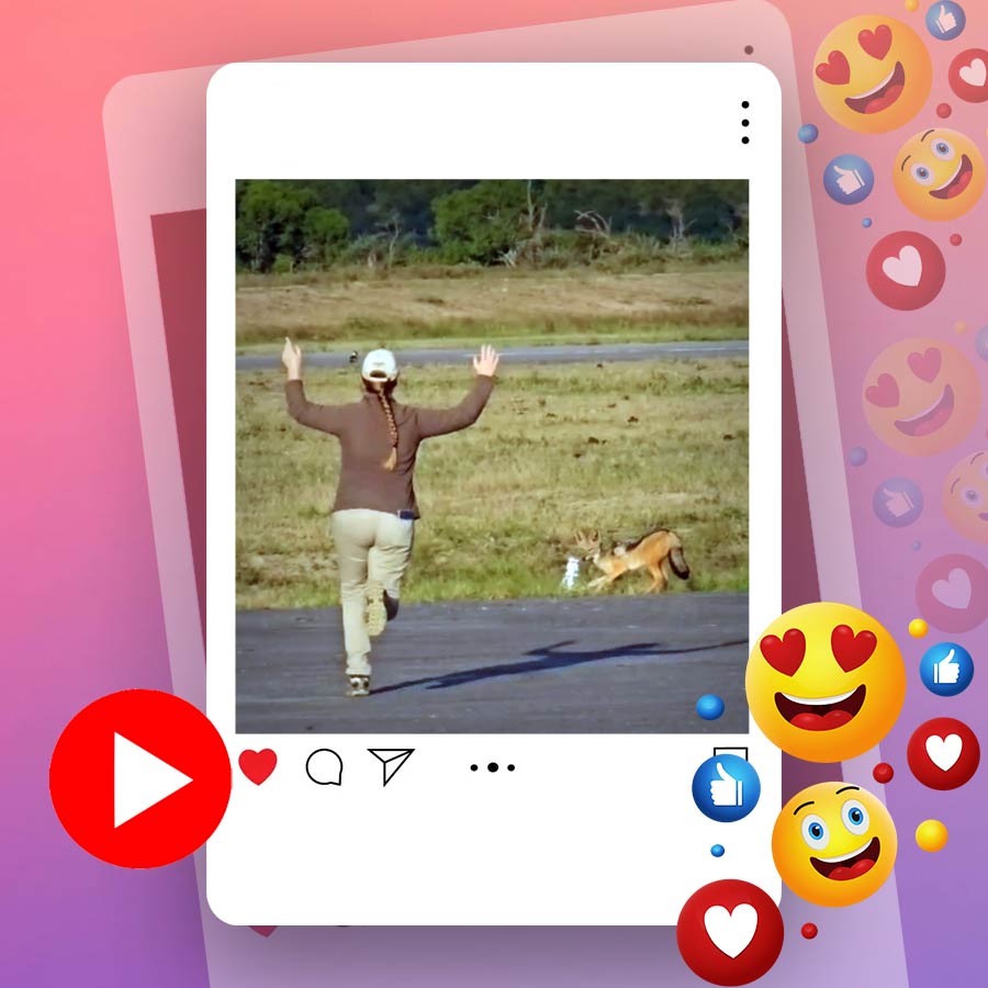 Video of jackal running with lantern in Malamala game reserve dgtl