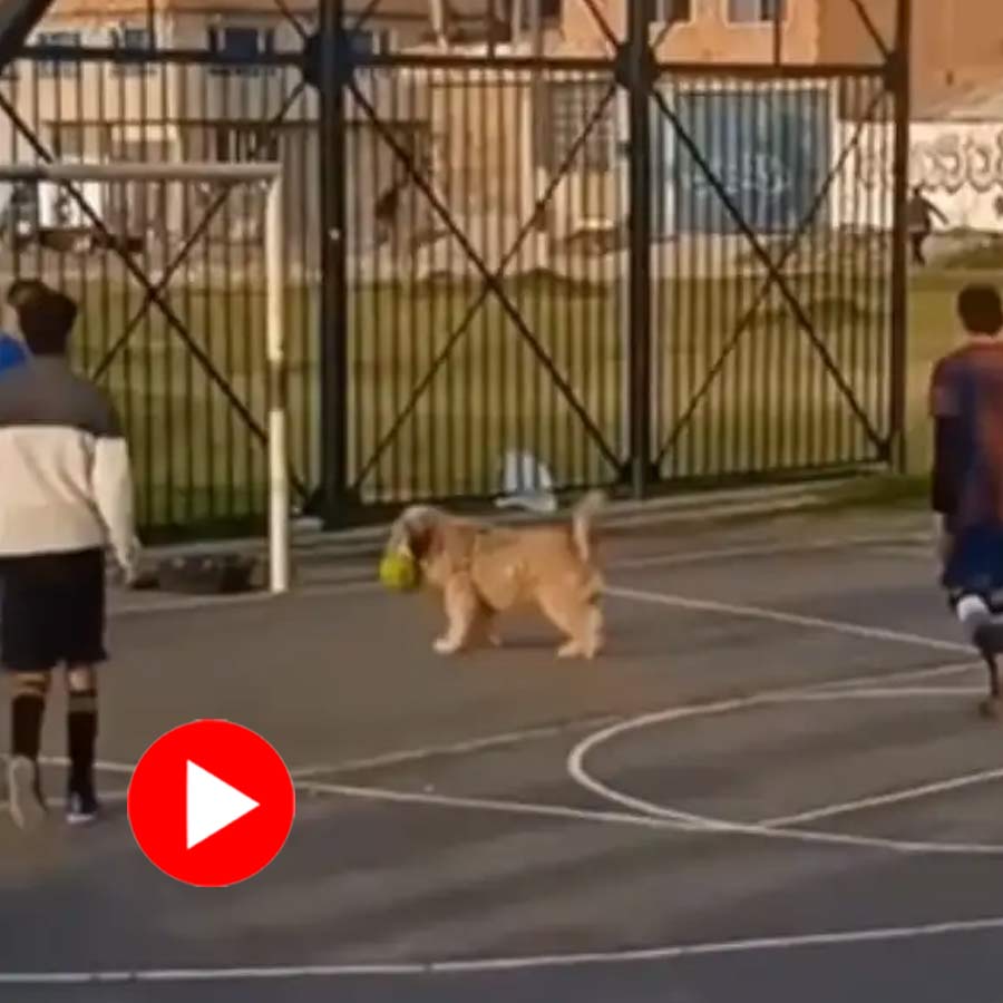 Video of a golden retriever dog playing as goalkeeper in kid’s football match goes viral dgtl