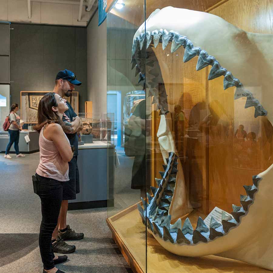 Know about 5 extinct creatures that are scarier than dinosaur