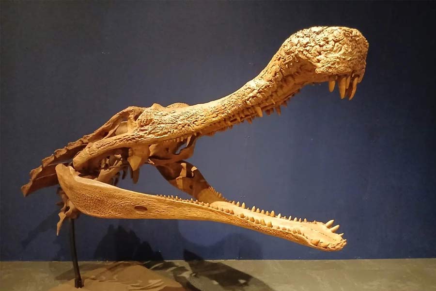 Know about 5 extinct creatures that are scarier than dinosaur
