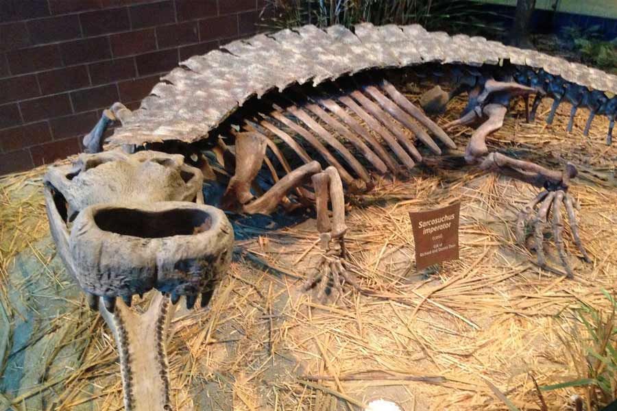 Know about 5 extinct creatures that are scarier than dinosaur